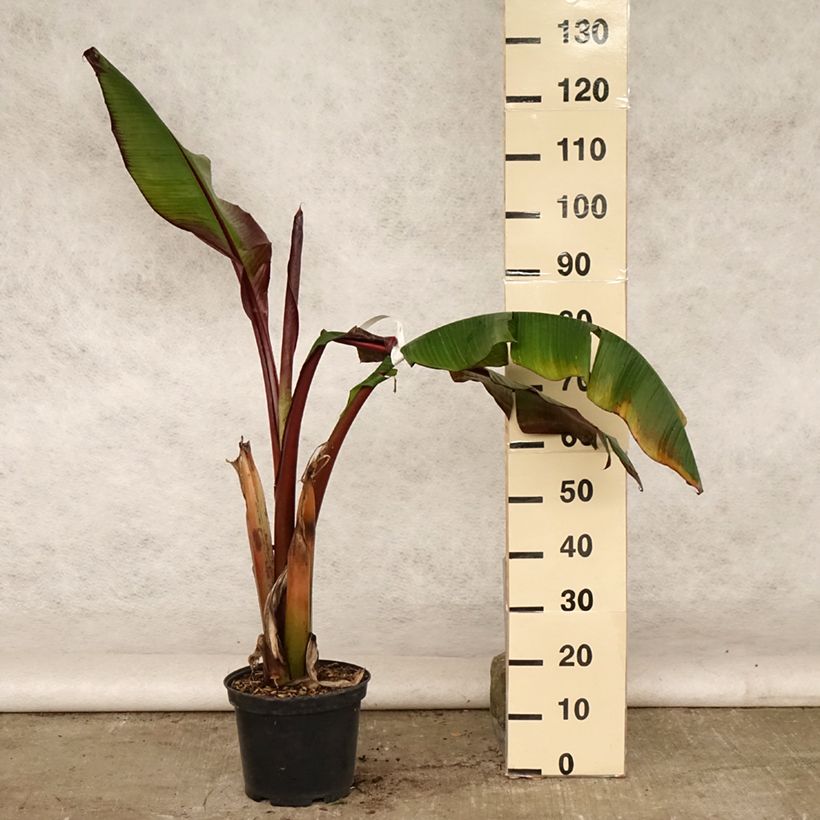 Exemplaar van Ensete ventricosum Maurelii - Ethiopische banaan Pot van 7,5 l/10 l zoals geleverd in de zomer