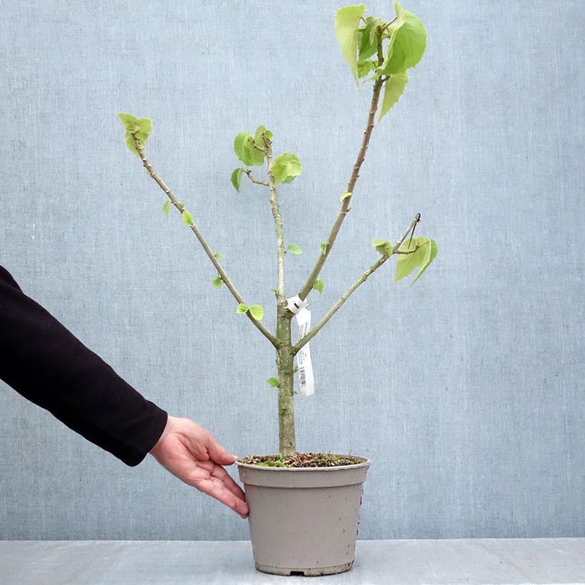 Exemplaar van Entelea arborescens - Entélée arbustive Pot van 4 l/5 l zoals geleverd in de herfst