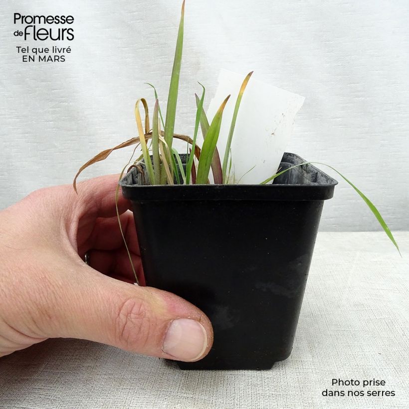 Exemplaar van Tradescantia andersoniana Angelic Charm - Eendagsbloem Kweekpotje van 8/9 cm zoals geleverd in de lente