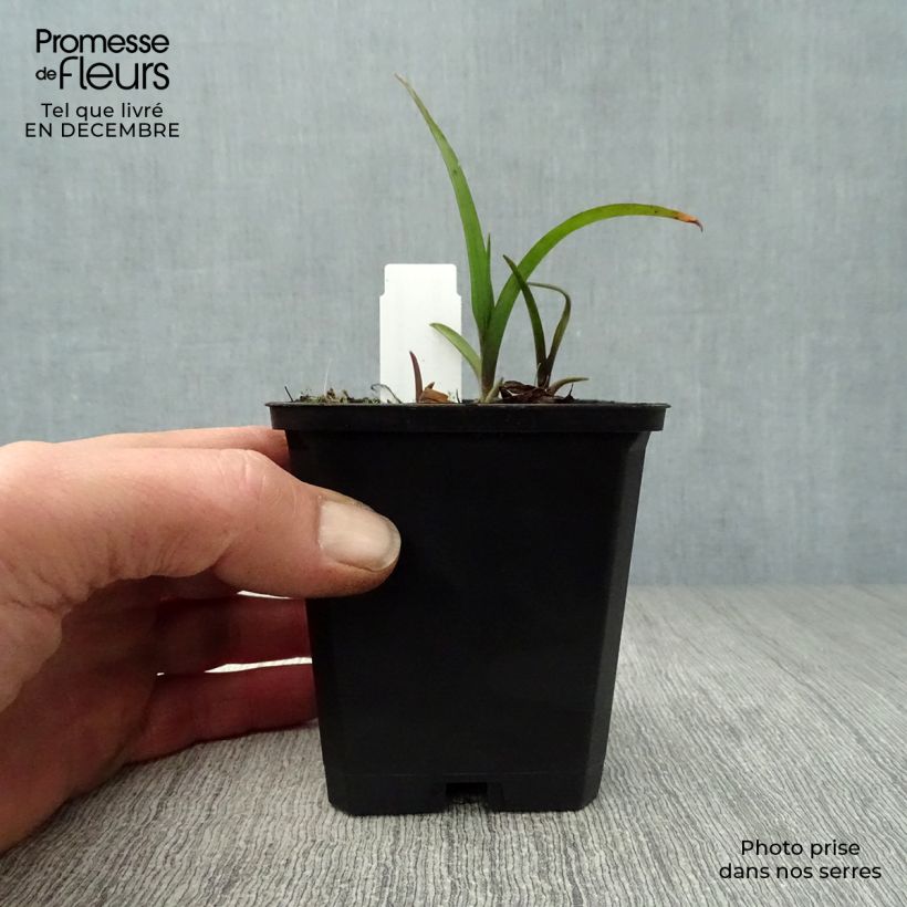 Example of Éphémère de Virginie - Tradescantia andersoniana Sweet Kate Kweekpotje van 8/9 cm as you get in hiver