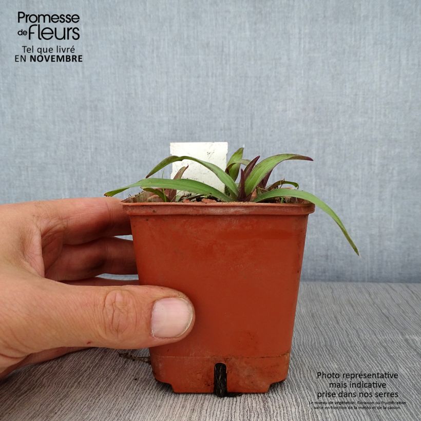 Exemplaar van Tradescantia andersoniana Angelic Charm - Eendagsbloem Kweekpotje van 8/9 cm zoals geleverd in de herfst