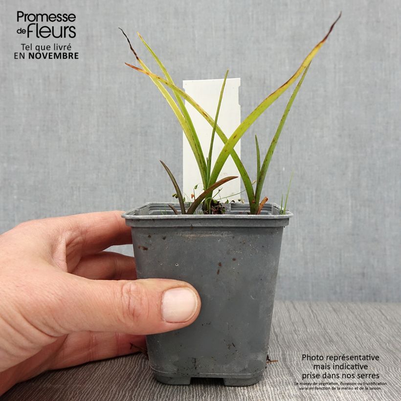 Exemplaar van Tradescantia andersoniana Blue and Gold - Eendagsbloem Kweekpotje van 8/9 cm zoals geleverd in de herfst