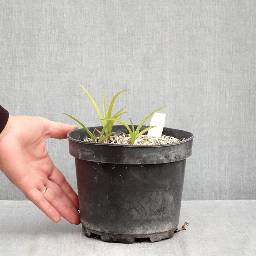 Example of Tradescantia andersoniana Blue and Gold - Eendagsbloem Pot van 2 l/3 l as you get in automne