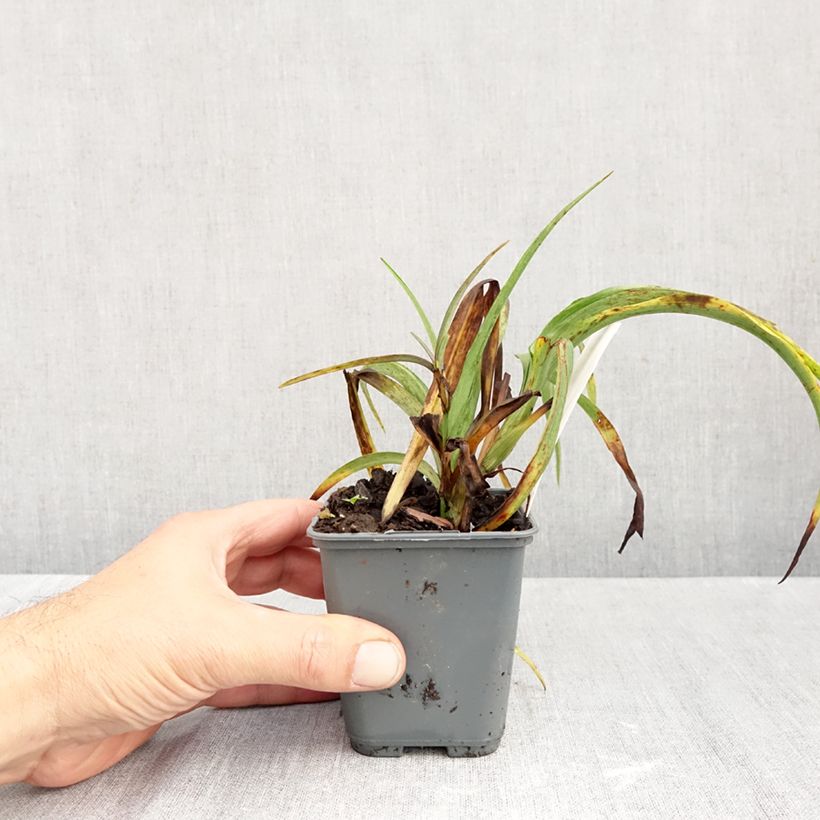 Exemplaar van Tradescantia andersoniana JC Weguelin - Eendagsbloem Kweekpotje van 8/9 cm zoals geleverd in de herfst