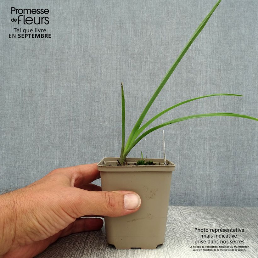 Exemplaar van Tradescantia andersoniana JC Weguelin - Eendagsbloem Kweekpotje van 8/9 cm zoals geleverd in de zomer