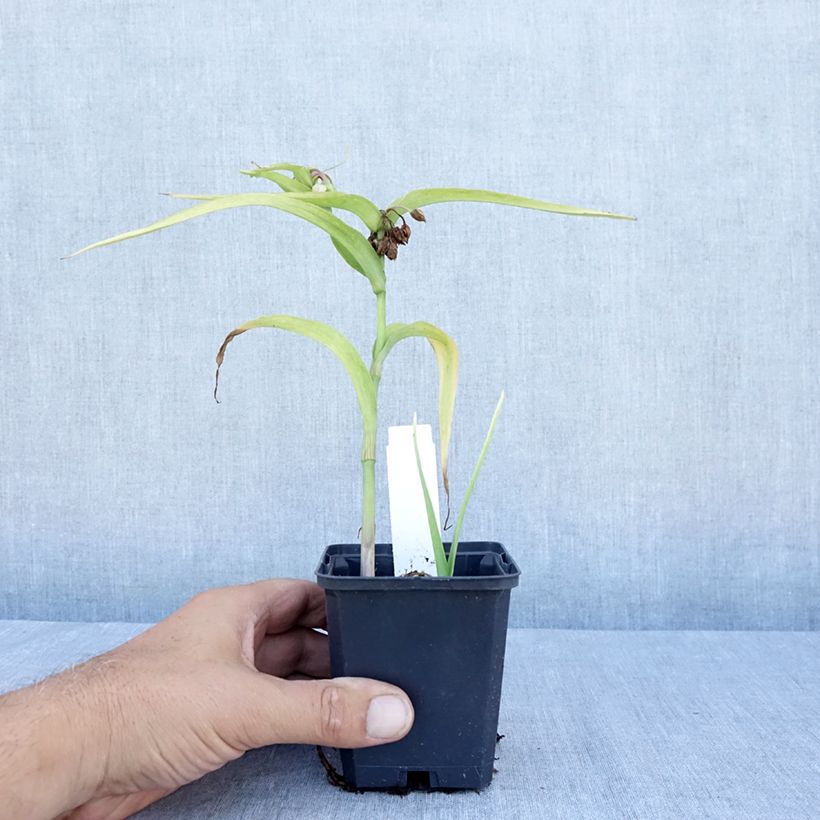 Exemplaar van Tradescantia andersoniana Karminglut - Eendagsbloem Kweekpotje van 8/9 cm zoals geleverd in de zomer
