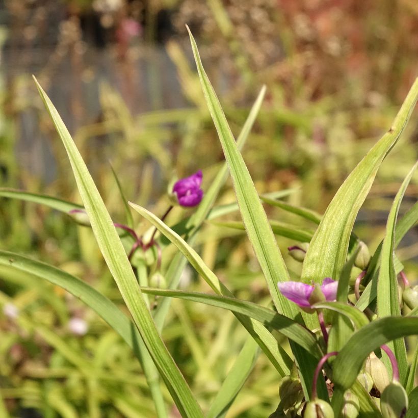 Tradescantia andersoniana Karminglut - Eendagsbloem (Blad)
