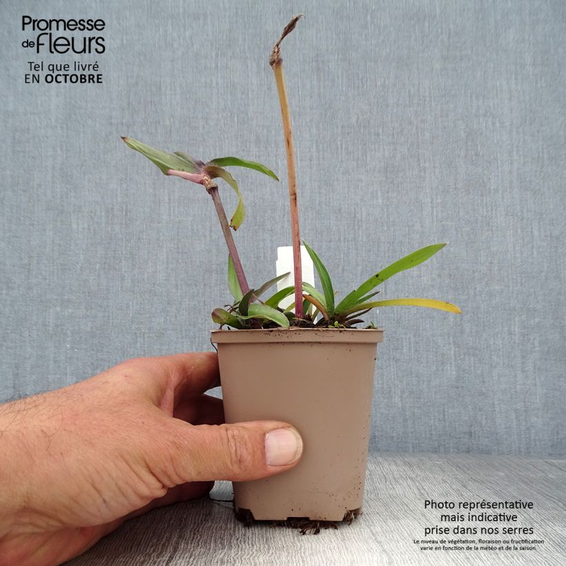 Exemplaar van Tradescantia andersoniana Karminglut - Eendagsbloem Kweekpotje van 8/9 cm zoals geleverd in de herfst