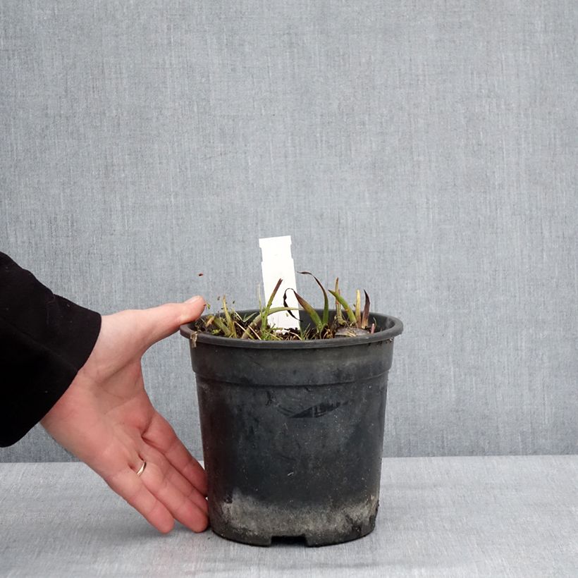 Example of Ephémère de Virginie - Tradescantia andersoniana Ocean Blue Pot van 2 l/3 l as you get in hiver