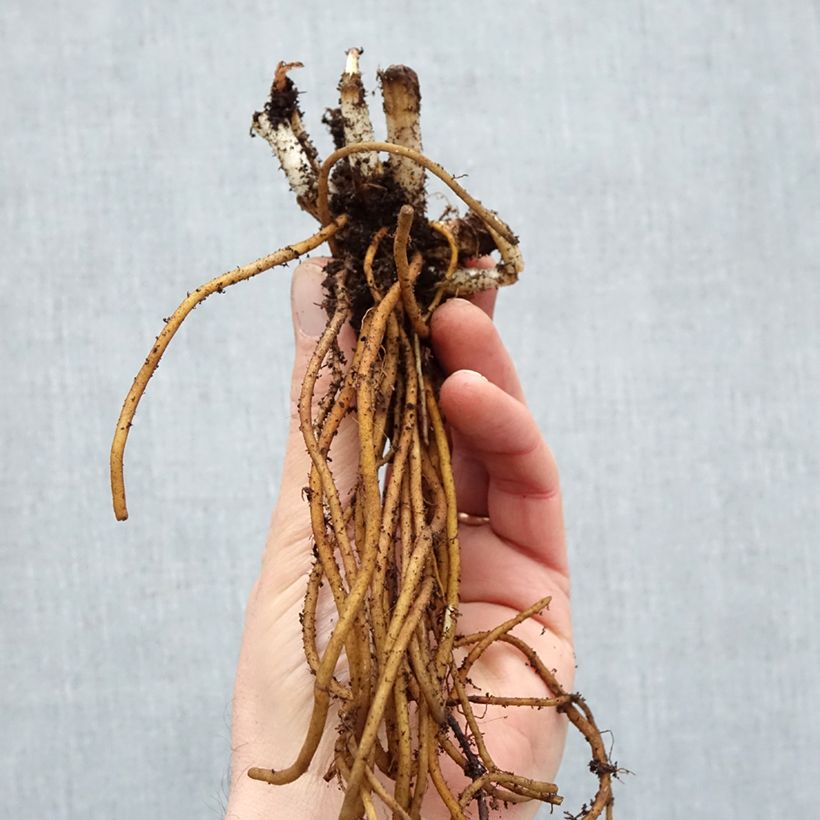 Example of Ephémère de Virginie - Tradescantia andersoniana Ocean Blue Naakte wortel as you get in hiver