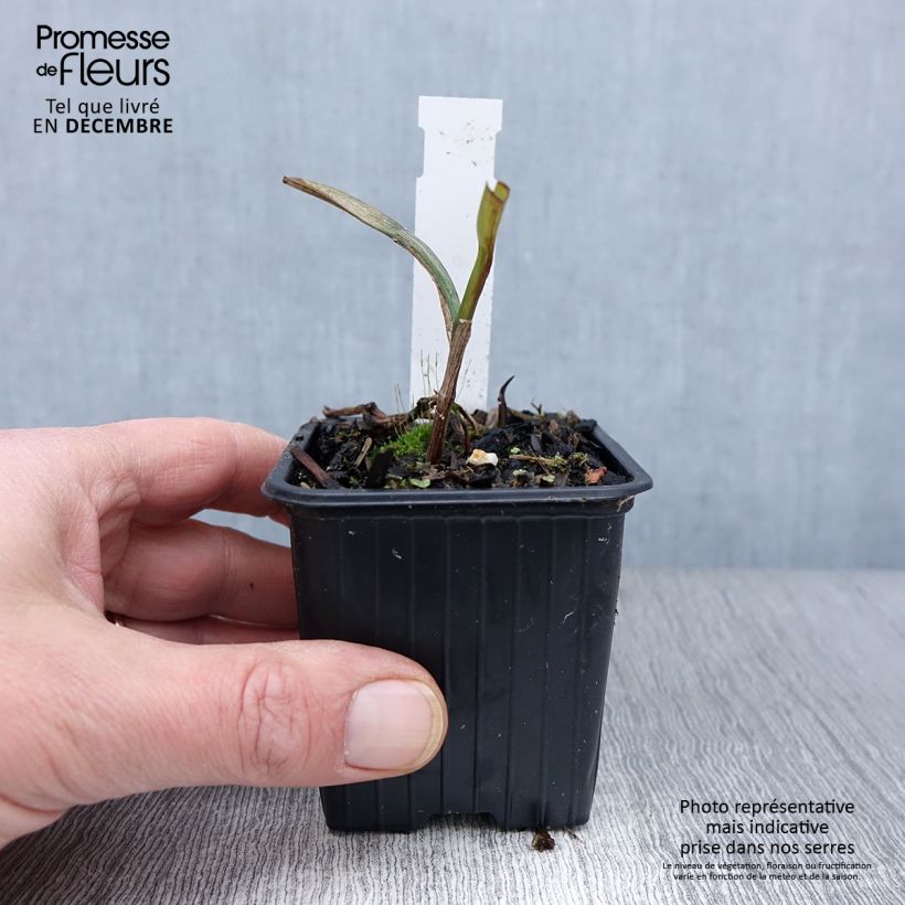 Exemplaar van Tradescantia andersoniana Osprey - Eendagsbloem Kweekpotje van 8/9 cm zoals geleverd in de herfst