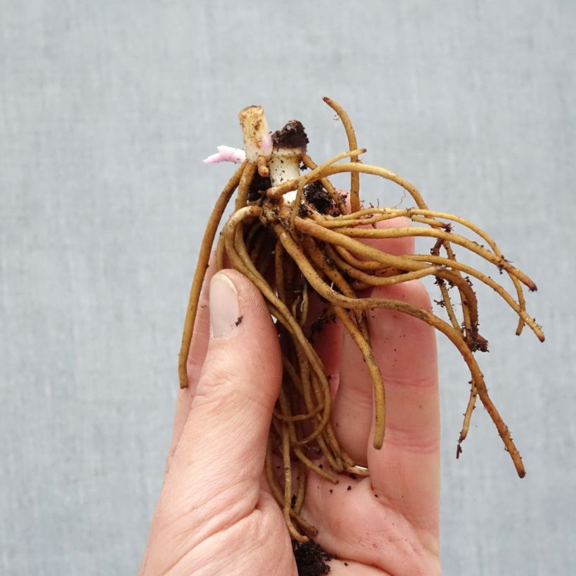 Example of Ephémère de Virginie - Tradescantia andersoniana Osprey Naakte wortel as you get in hiver