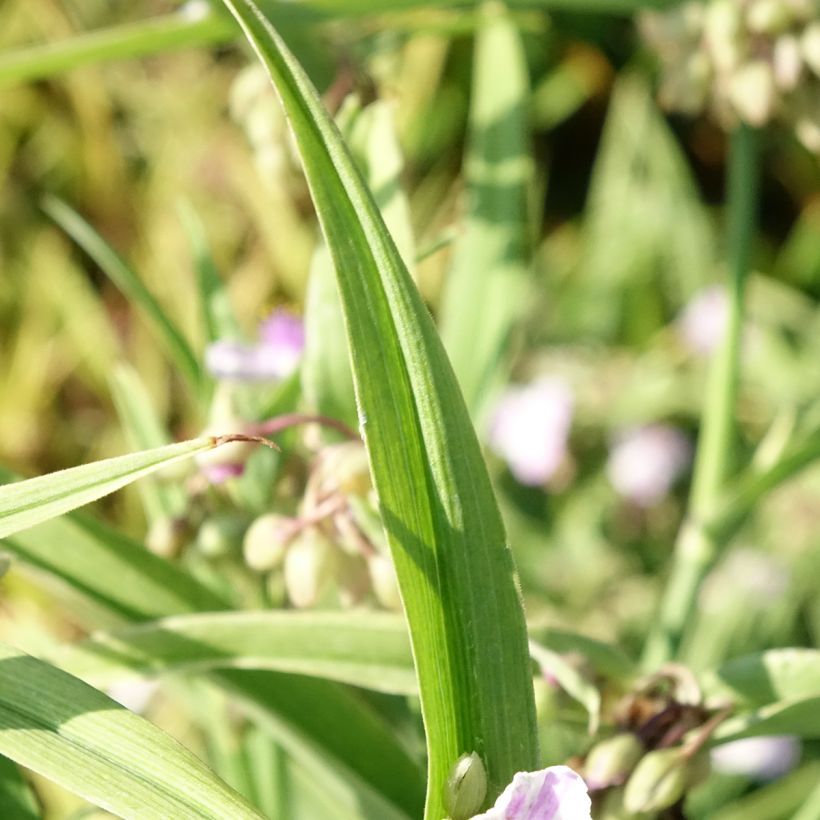 Tradescantia andersoniana Pink Chablis - Eendagsbloem (Blad)