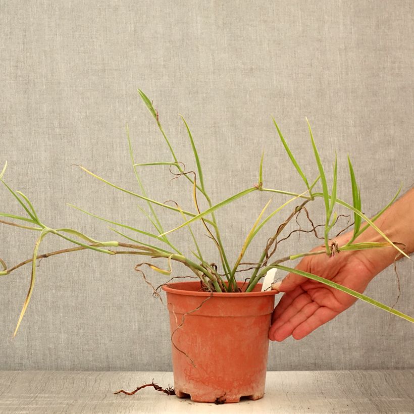 Exemplaar van Tradescantia andersoniana Red Grape - Eendagsbloem Pot van 2 l/3 l zoals geleverd in de zomer