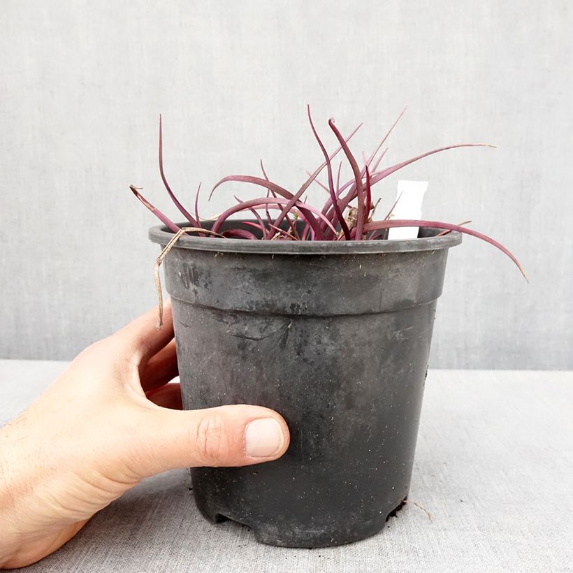 Exemplaar van Tradescantia andersoniana Red Grape - Eendagsbloem Pot van 2 l/3 l zoals geleverd in de lente