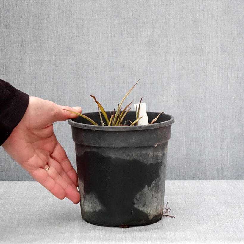 Example of Éphémère de Virginie - Tradescantia andersoniana Sweet Kate Pot van 2 l/3 l as you get in hiver