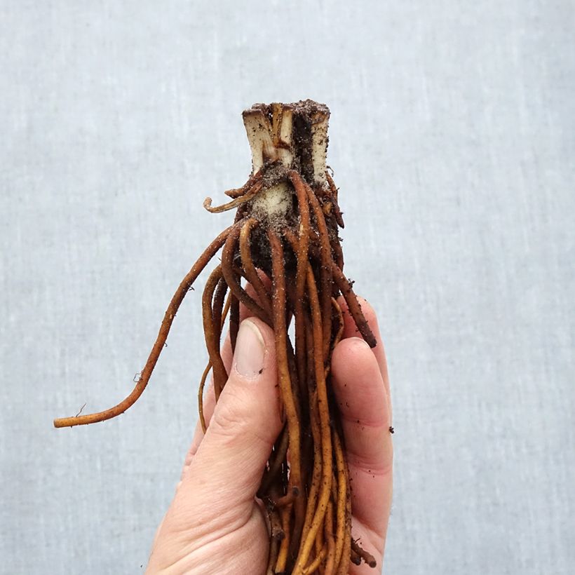 Example of Éphémère de Virginie - Tradescantia andersoniana Sweet Kate Naakte wortel as you get in hiver