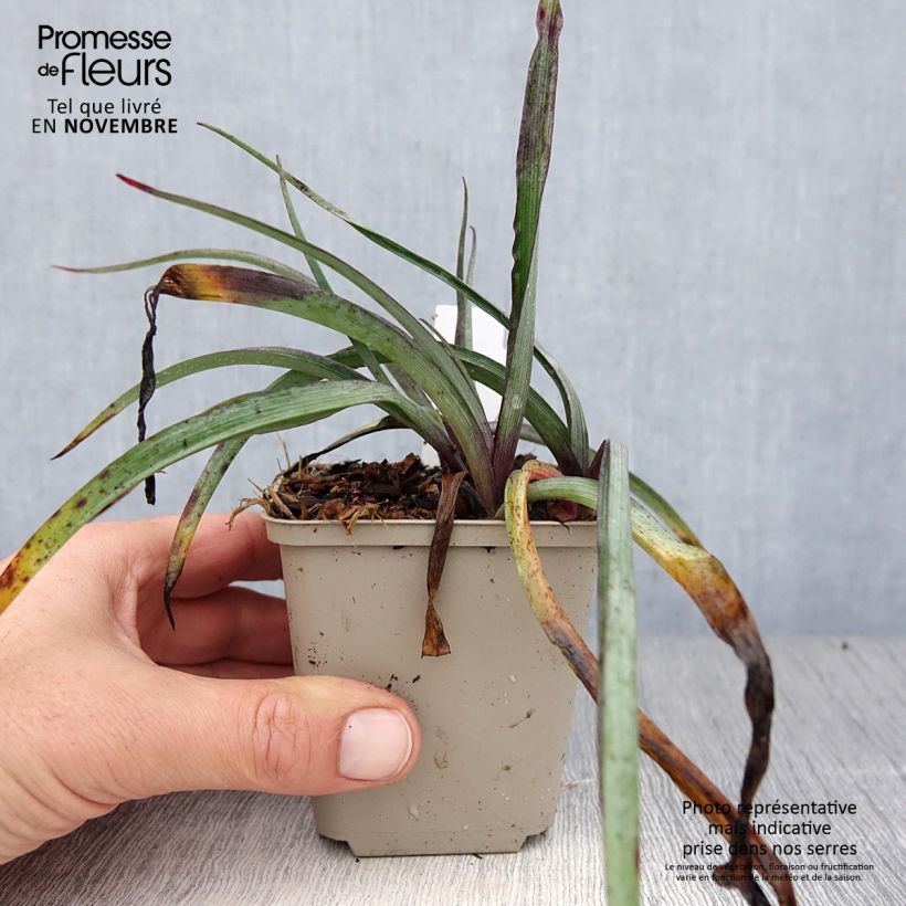 Exemplaar van Tradescantia andersoniana Concord Grape - Eendagsbloem Kweekpotje van 8/9 cm zoals geleverd in de herfst