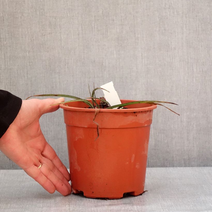 Example of Ephémère de Virginie - Tradescantia andersonina Concord Grape Pot van 2 l/3 l as you get in hiver