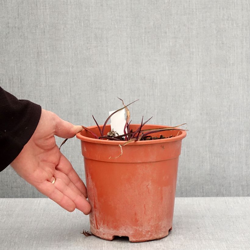 Exemplaar van Tradescantia andersoniana Concord Grape - Eendagsbloem Pot van 2 l/3 l zoals geleverd in de lente