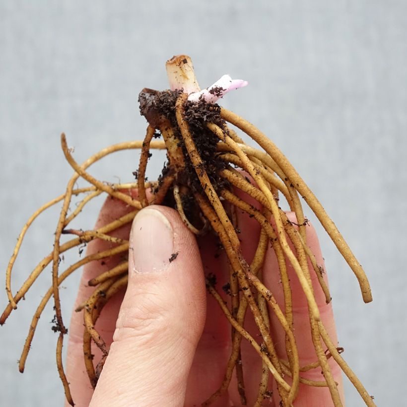 Example of Ephémère de Virginie - Tradescantia andersonina Concord Grape Naakte wortel as you get in hiver