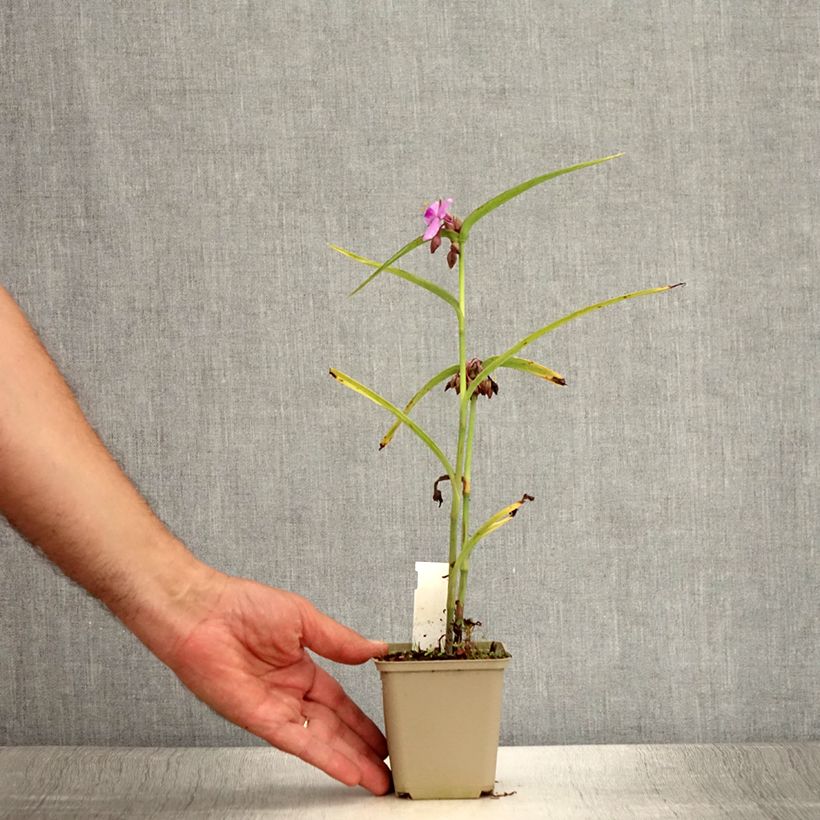 Exemplaar van Tradescantia Perrine's Pink - Eendagsbloem Kweekpotje van 8/9 cm zoals geleverd in de zomer
