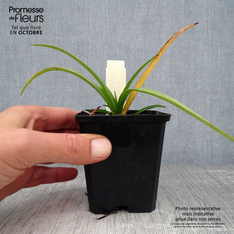 Exemplaar van Tradescantia virginiana Zwanenburg Blue - Eendagsbloem Kweekpotje van 8/9 cm zoals geleverd in de herfst
