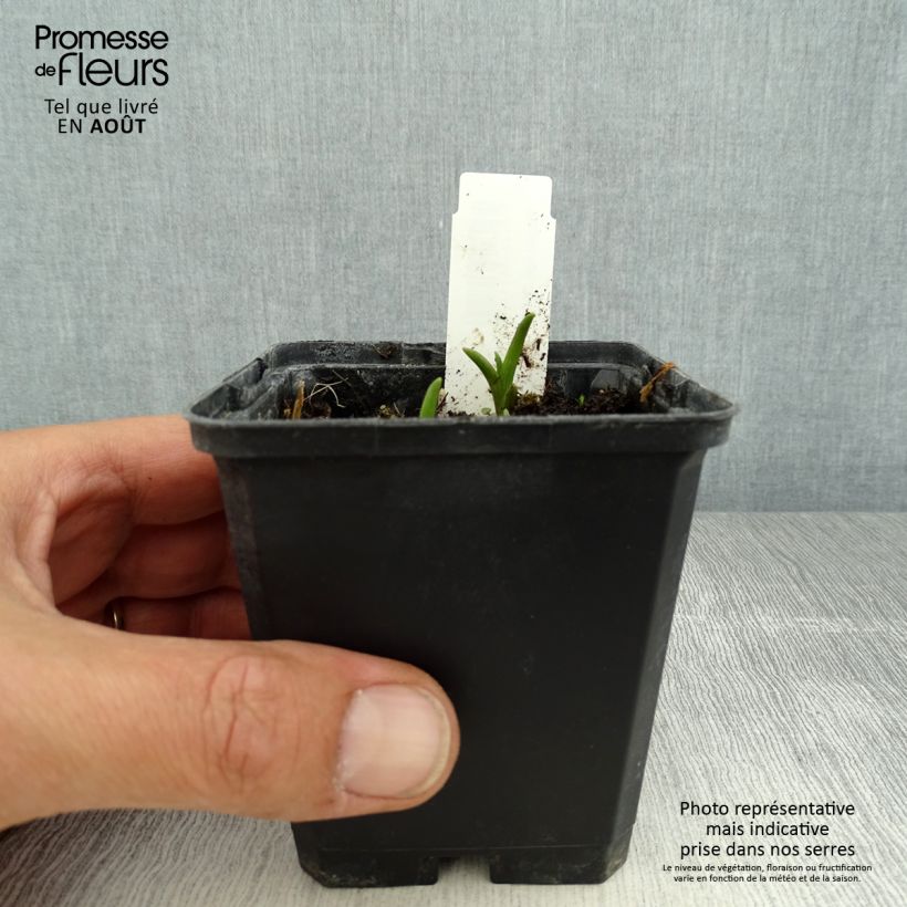 Exemplaar van Tradescantia andersoniana Innocence - Eendagsbloem Kweekpotje van 8/9 cm zoals geleverd in de zomer