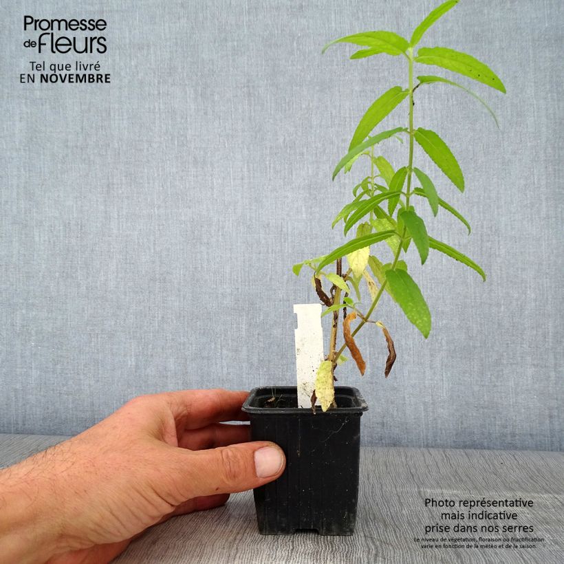 Exemplaar van Stachys palustris - Moerasandoorn Kweekpotje van 8/9 cm zoals geleverd in de herfst