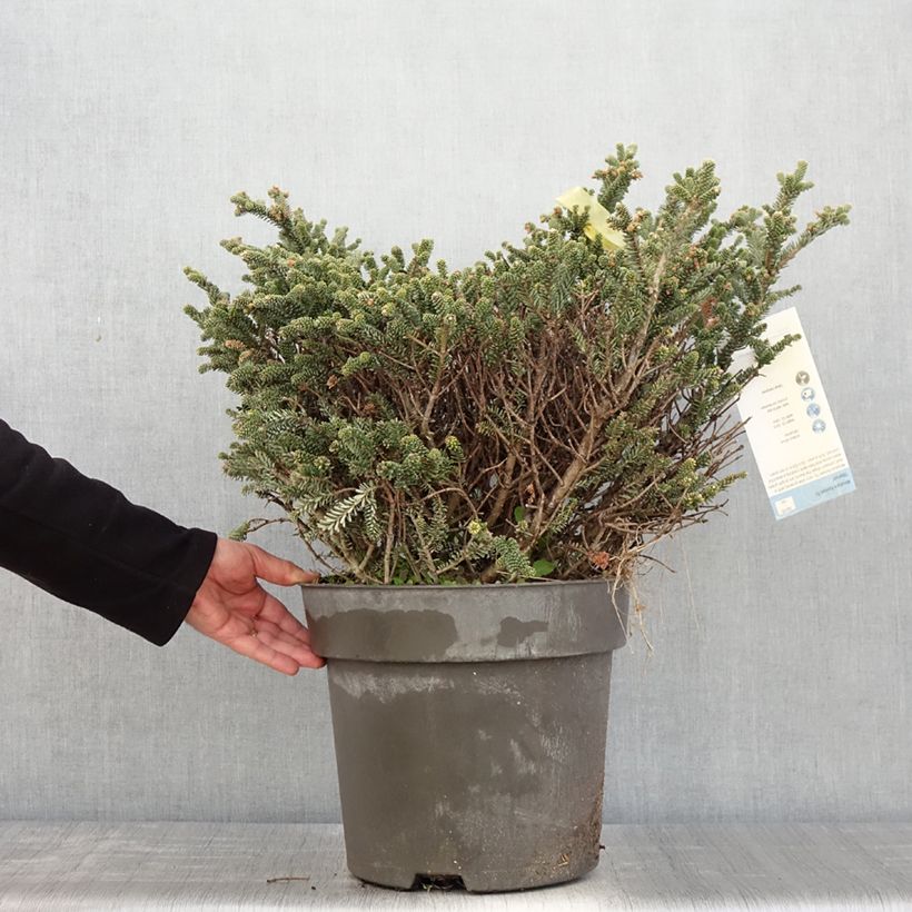 Example of Epicea bleu - Picea pungens Blue Mountain Stuk as you get in printemps