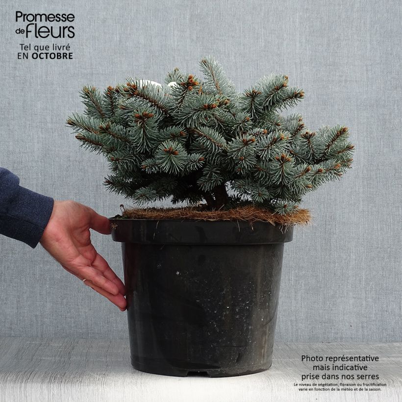 Exemplaar van Picea pungens Glauca Globosa - Blauwe spar Pot van 4 l/5 l zoals geleverd in de herfst