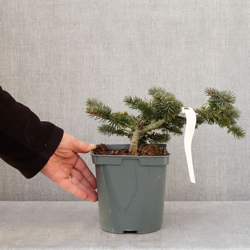 Example of Picea pungens Glauca Globosa - Blauwe spar Pot van 2 l/3 l as you get in hiver
