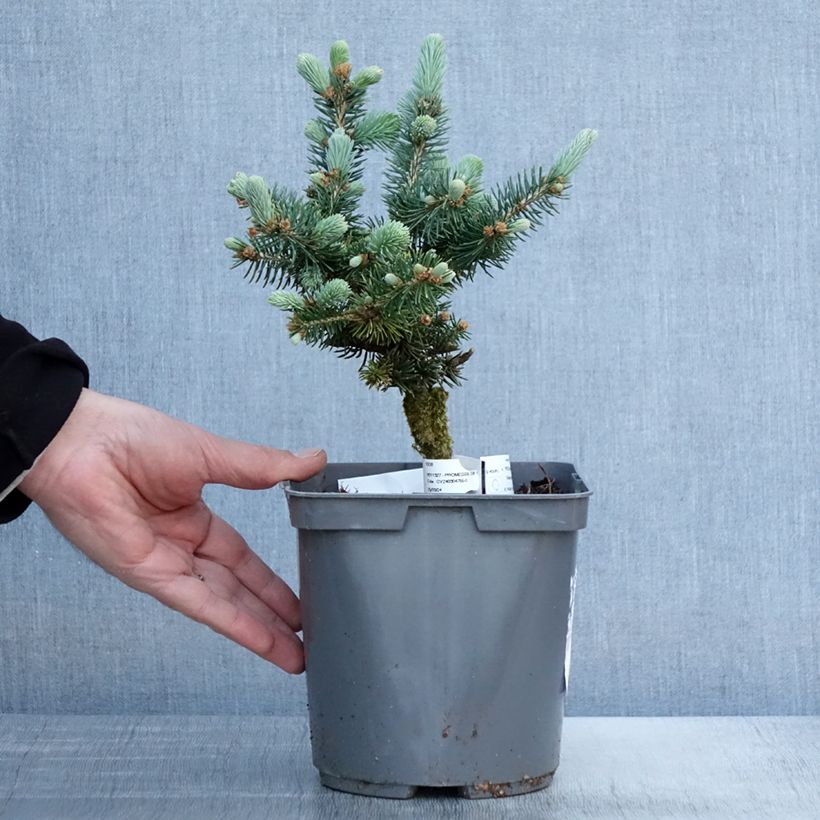Exemplaar van Picea pungens Glauca Globosa - Blauwe spar Pot van 2 l/3 l zoals geleverd in de lente