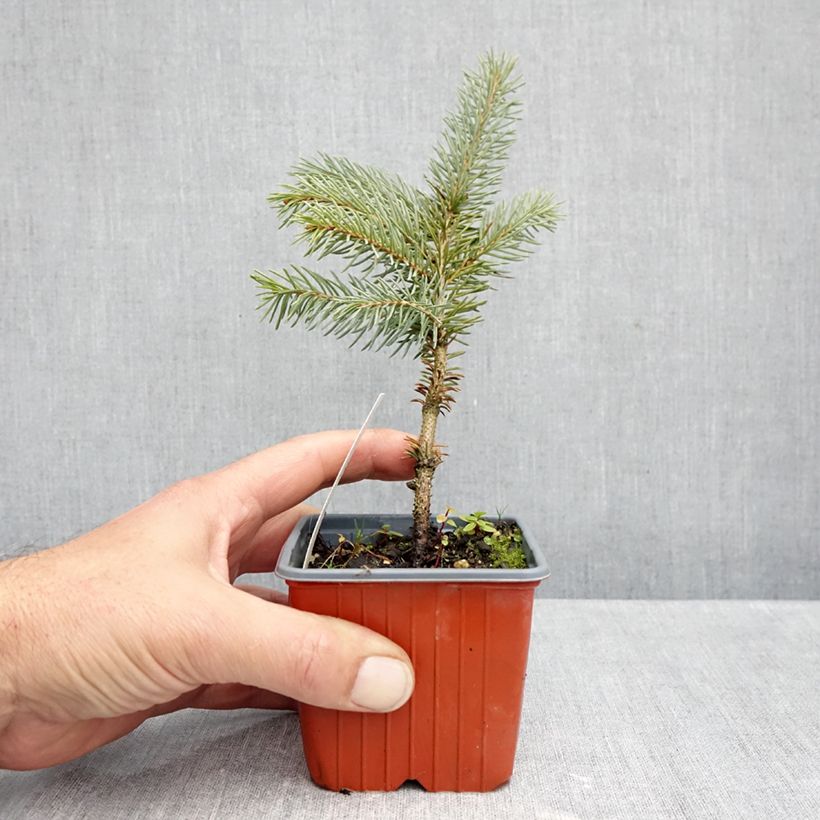 Exemplaar van Picea pungens Karpaten - Blauwe spar Kweekpotje van 8/9 cm zoals geleverd in de herfst