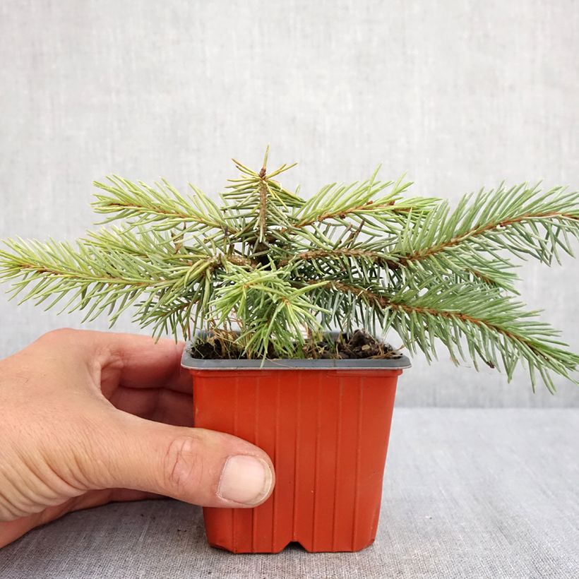 Example of Epicea bleu - Picea pungens Karpaten Kweekpotje van 8/9 cm as you get in ete