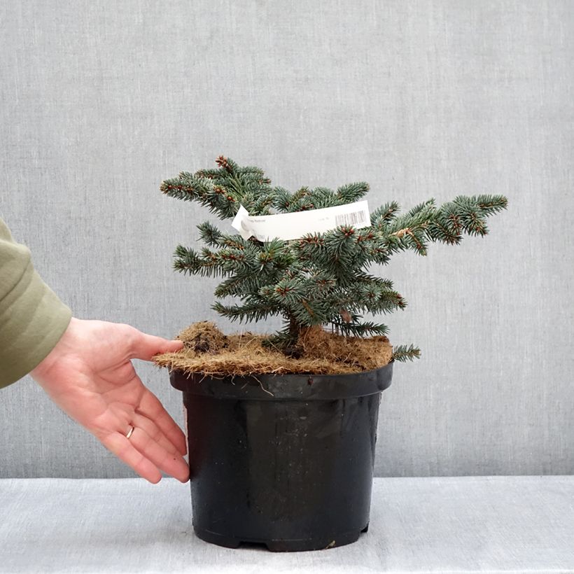 Example of Epicea bleu - Picea pungens Waldbrunn                          Pot van 4 l/5 l as you get in hiver