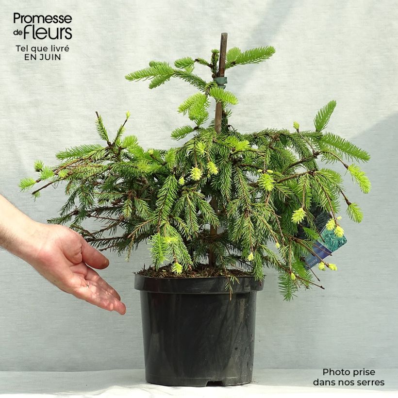 Exemplaar van Picea abies Acrocona - Fijnspar Pot van 3 l/4 l zoals geleverd in de zomer