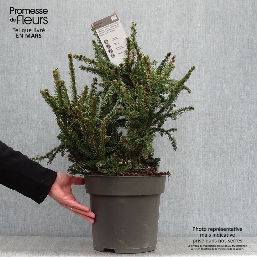 Exemplaar van Picea abies Acrocona - Fijnspar Pot van 3 l/4 l zoals geleverd in de lente
