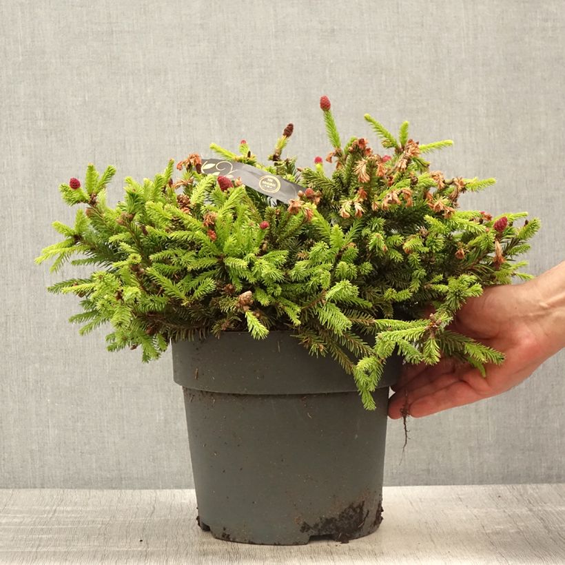 Exemplaar van Picea abies Pusch - Fijnspar Stuk zoals geleverd in de lente