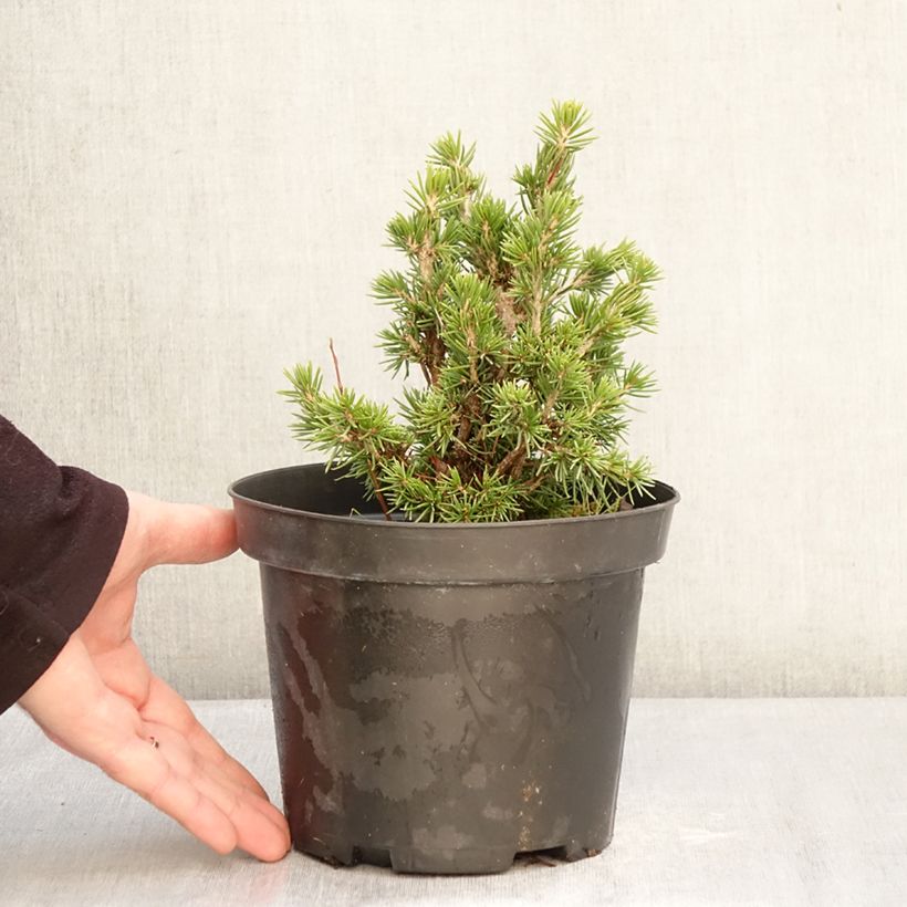 Exemplaar van Picea abies Tompa - Fijnspar Pot van 3 l/4 l zoals geleverd in de winter