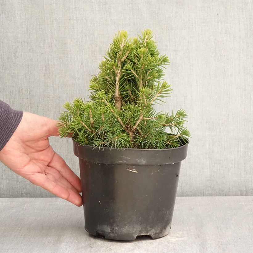 Exemplaar van Picea abies Tompa - Fijnspar Pot van 3 l/4 l zoals geleverd in de lente
