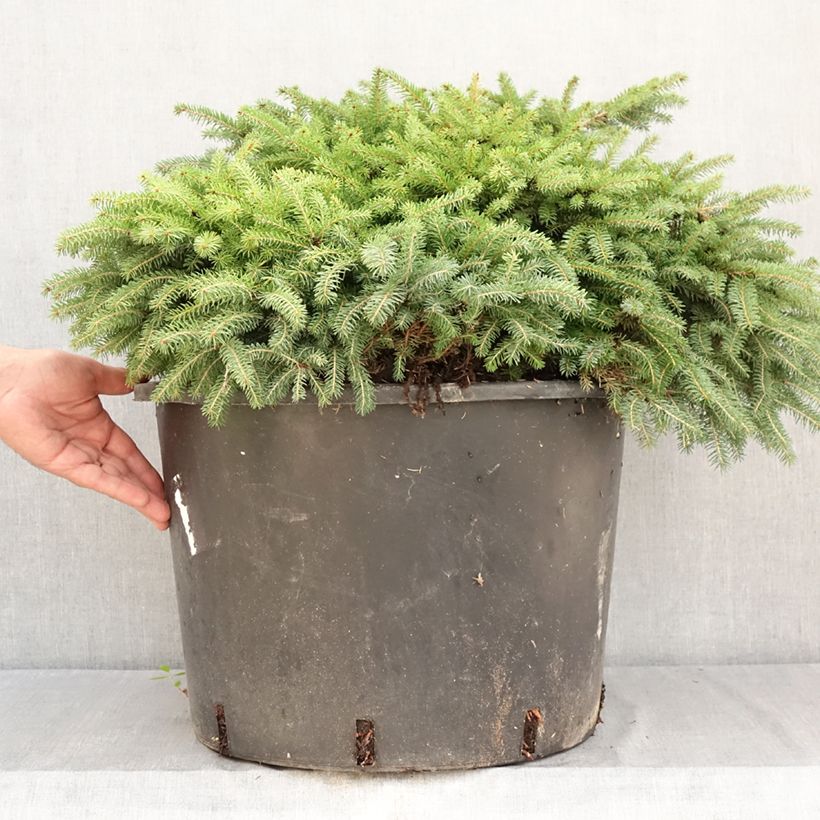 Example of Epicéa commun nain - Picea abies Zagwiżdże Pot de 30L/35L as you get in ete