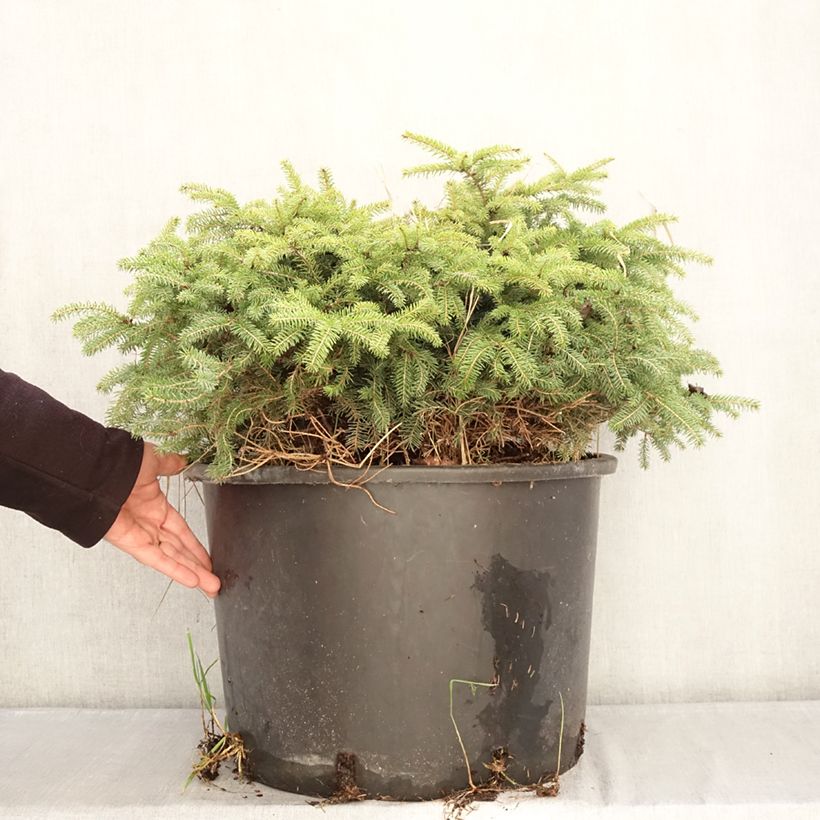 Exemplaar van Picea abies Zagwiżdże - Fijnspar Pot de 30L/35L zoals geleverd in de winter