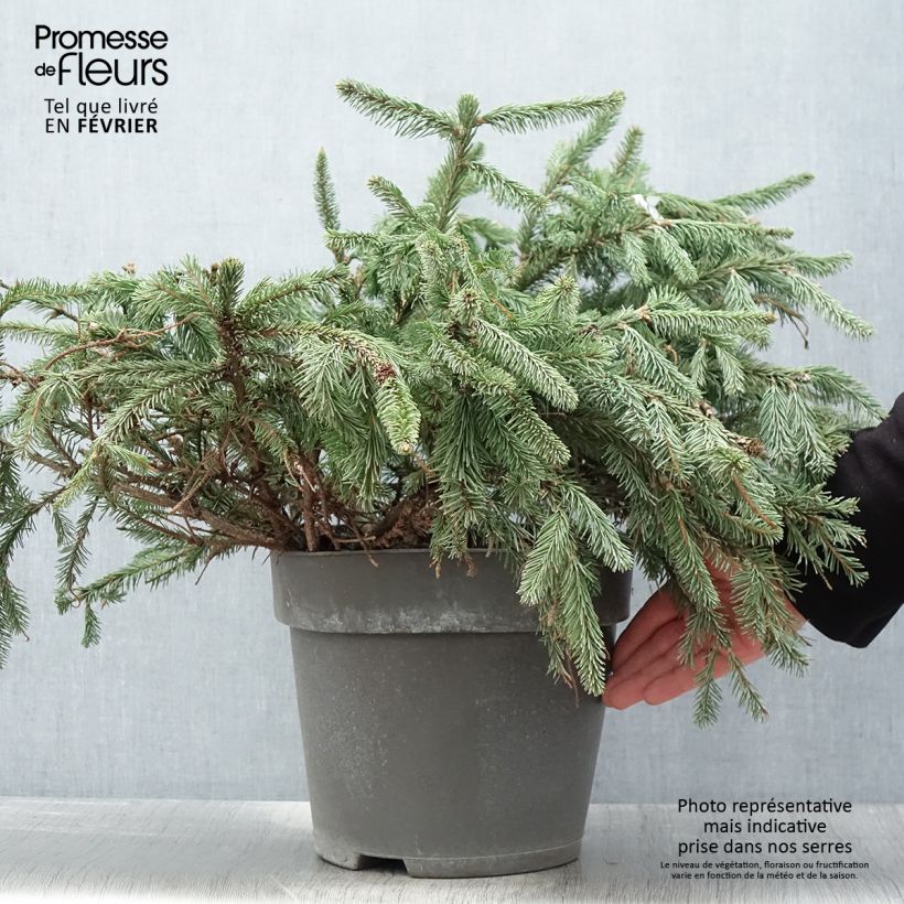 Example of Épicéa commun - Picea abies Acrocona Pot van 3 l/4 l as you get in hiver