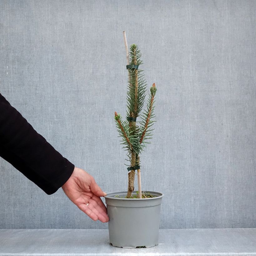 Exemplaar van Picea abies Cranstonii - Fijnspar Pot van 3 l/4 l zoals geleverd in de herfst