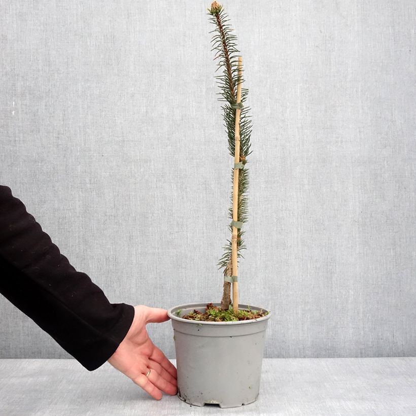 Example of Epicéa commun - Picea abies Cranstonii Pot van 3 l/4 l as you get in hiver