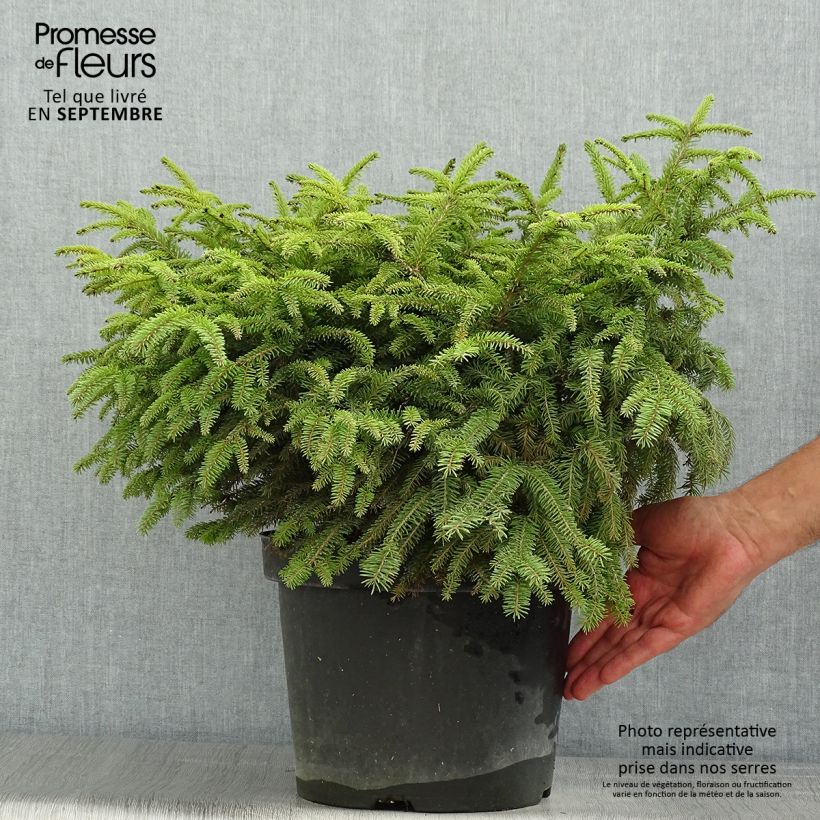 Exemplaar van Picea abies Nidiformis - Fijnspar Pot van 7,5 l/10 l zoals geleverd in de zomer
