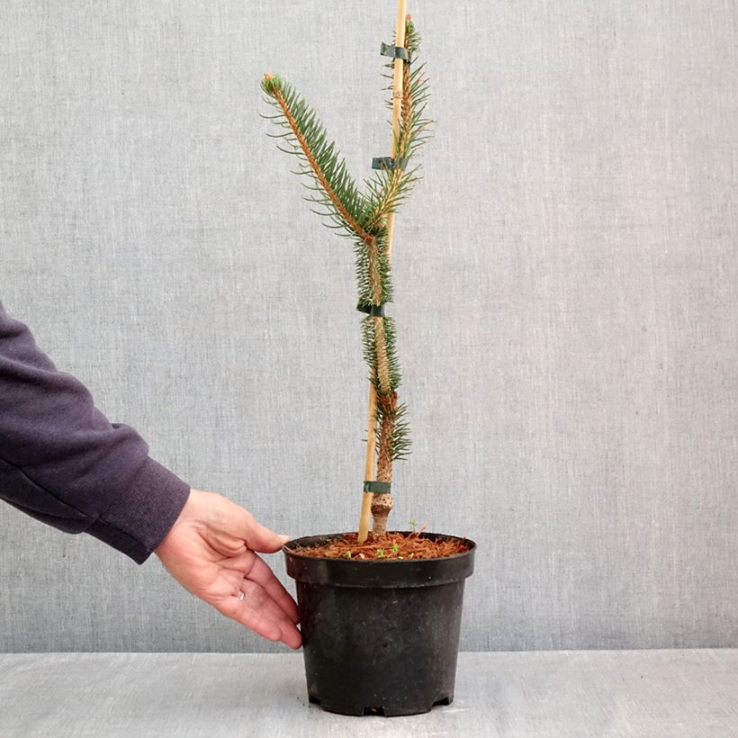 Example of Picea abies Virgata - Fijnspar Pot van 3 l/4 l as you get in automne