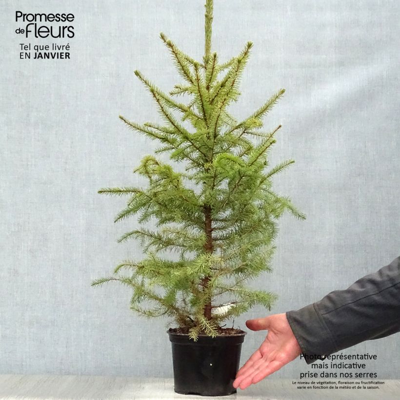 Example of Épicéa de Serbie Nana - Picea omorika Pot van 2 l/3 l as you get in hiver
