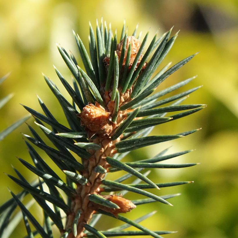 Picea chihuahuana - Chihuahuana spar (Blad)
